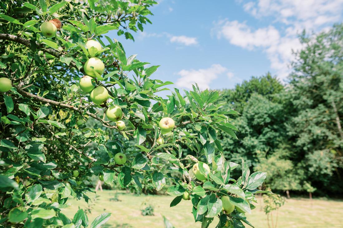 Pommes du verger de la propriété